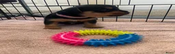 Mixed Breed dogs for sale: Beautiful Patterjack x Yorkshire terrier pups  - Advert 12