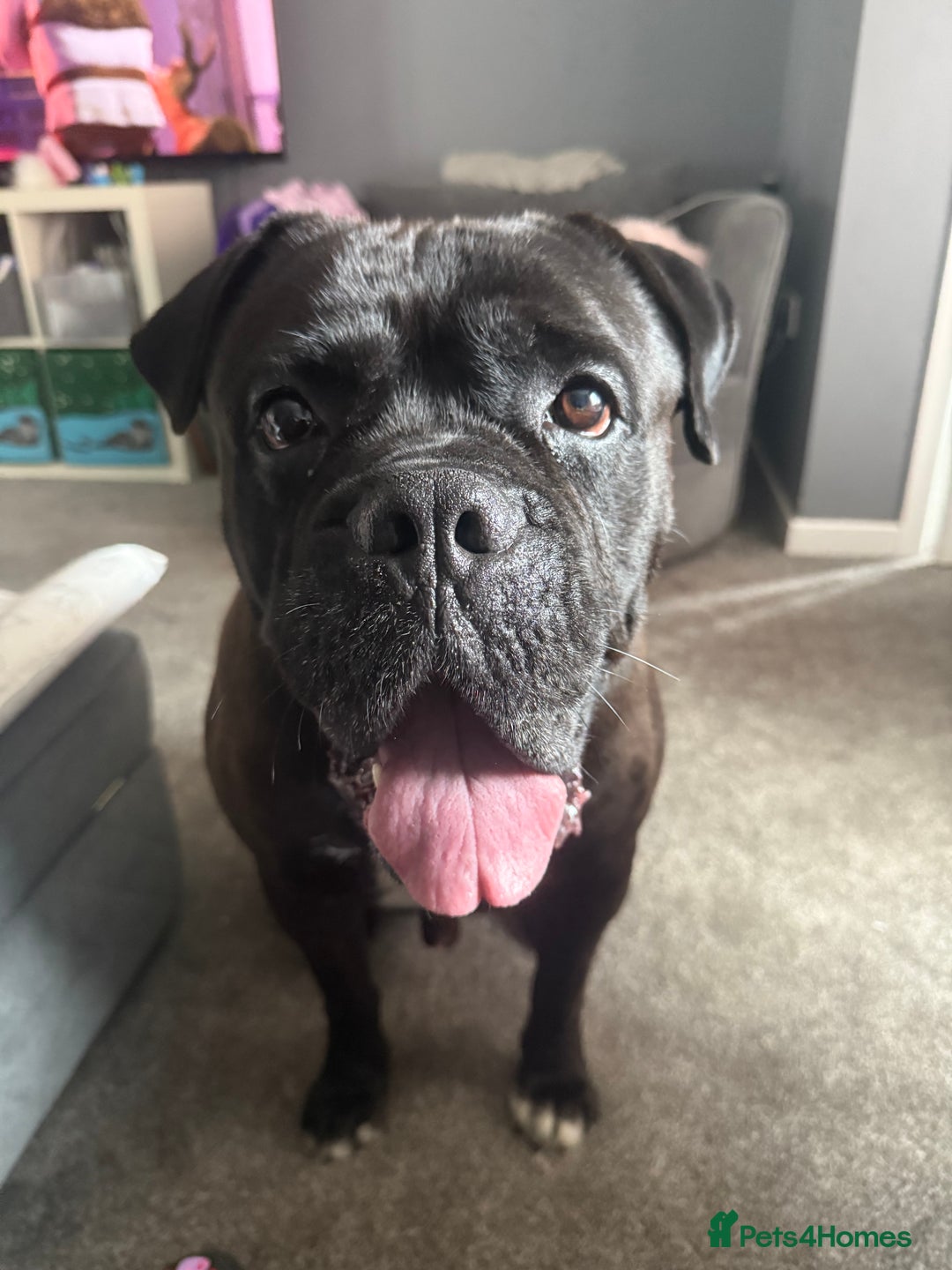 Cane Corso dogs for sale: Beautiful cane corso protection trained - Image 2