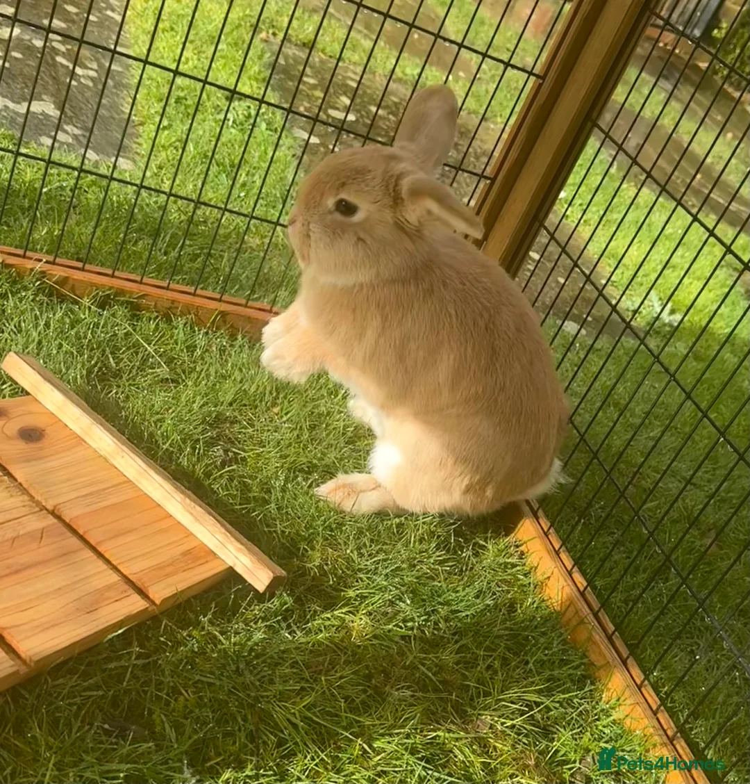 Mini Lop rabbits for sale: 2 Bonded mini lops  - Advert 2
