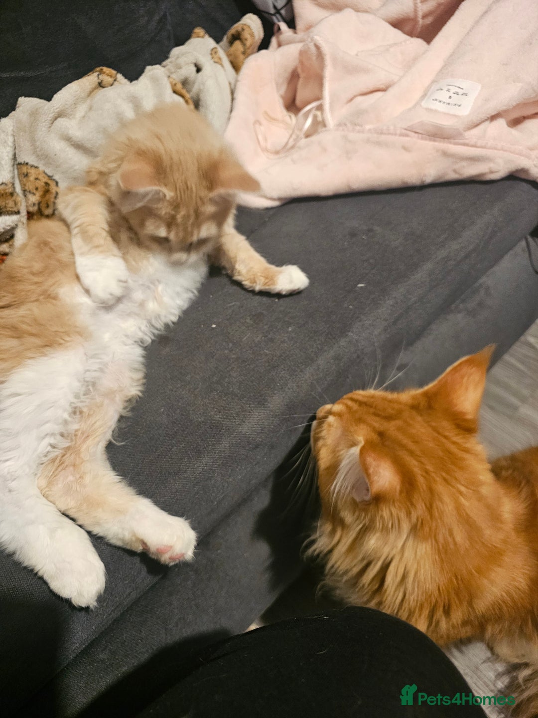 Maine Coon cats for sale: Raya female main coon  - Image 7