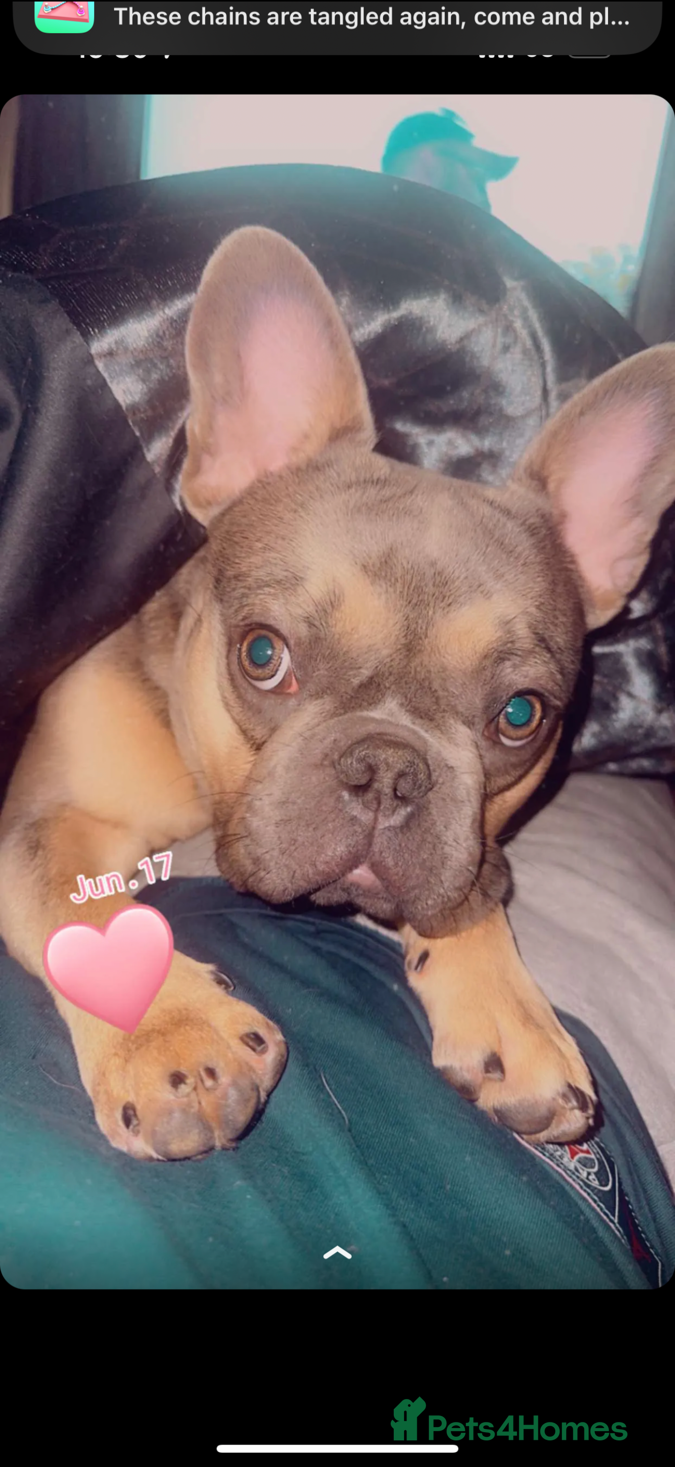 French Bulldog dogs French bulldog  - Advert 16