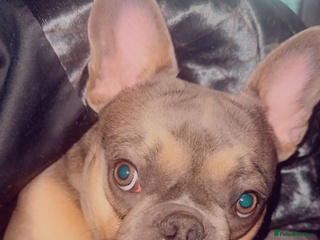 French Bulldog dogs French bulldog - Advert 1