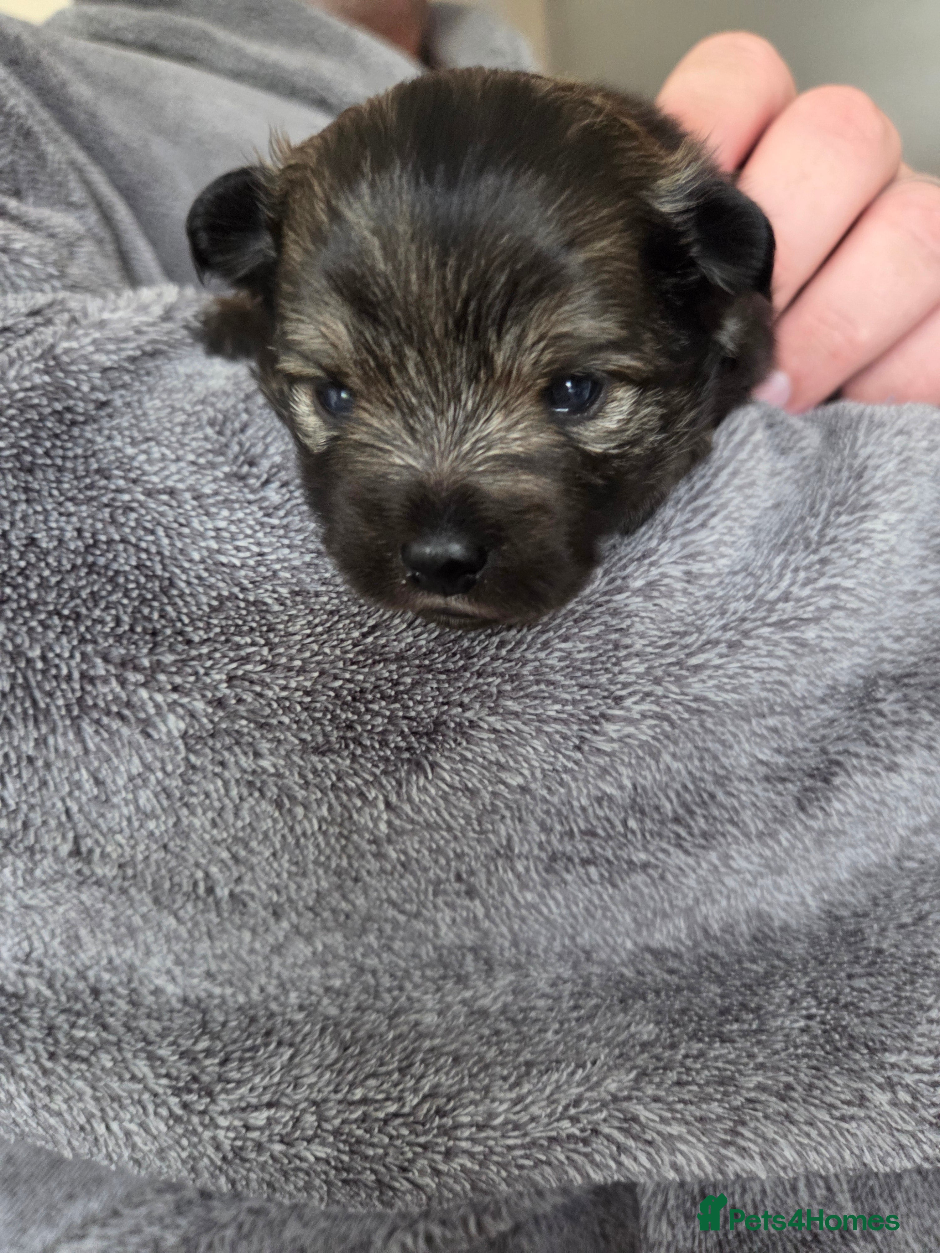 Pomchi dogs pomchi puppies for sale - Advert 2