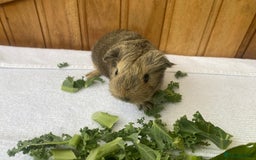 Guinea Pig rodents for sale: 4no Gorgeous baby Guinea pigs available  - Image 8