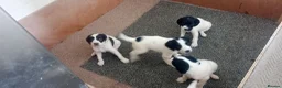 English Springer Spaniel dogs for sale: English springer spaniel pups  - Advert 25
