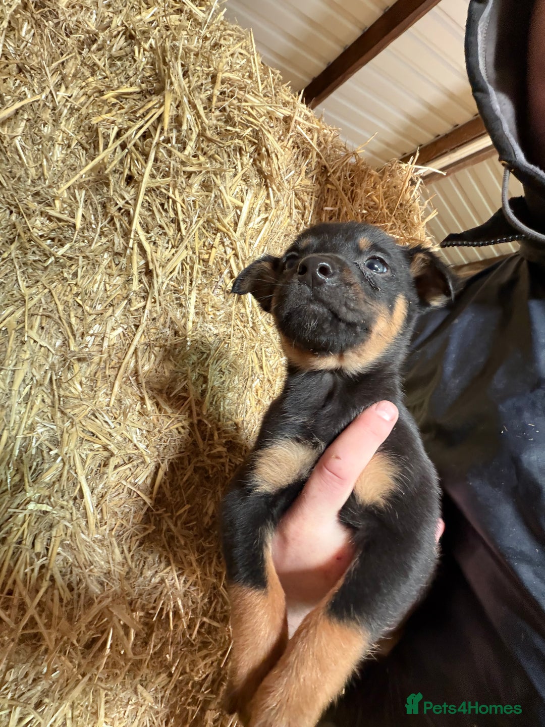 Mixed Breed dogs for sale: kelpie/blue heelers - Advert 27