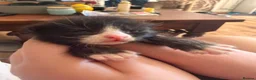 Mixed Breed cats for sale: Sphynx cross kittens  - Advert 14