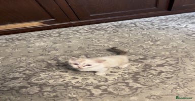 British Shorthair cats - Advert 13