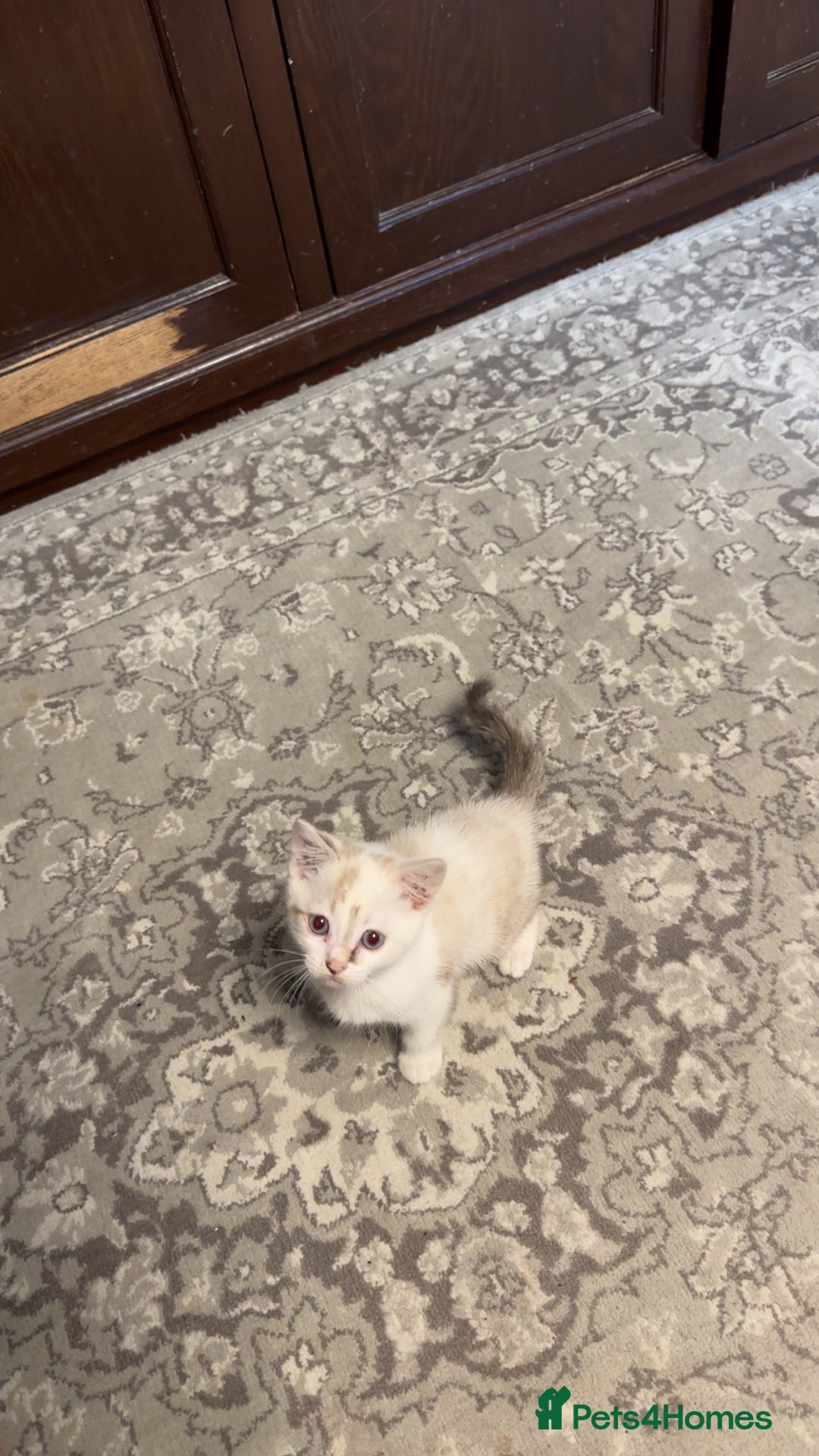 British Shorthair cats for sale: Gorgeous British Shorthair Kittens – Now Ready - Image 2