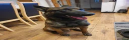 Belgian Shepherd Dog dogs for stud: Belgian Malinois Stud Available – Rico in Dereham - Advert 2