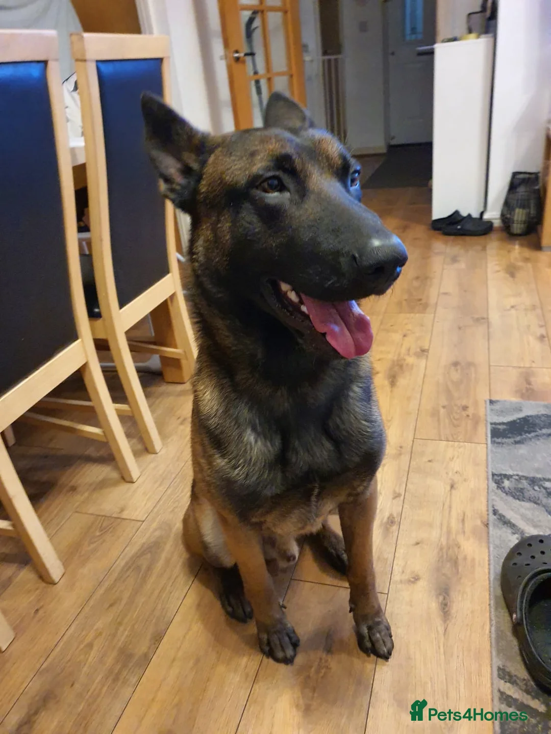 Belgian Shepherd Dog dogs for stud: Belgian Malinois Stud Available – Rico in Dereham - Advert 2