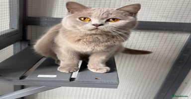 British Shorthair cats - Advert 1