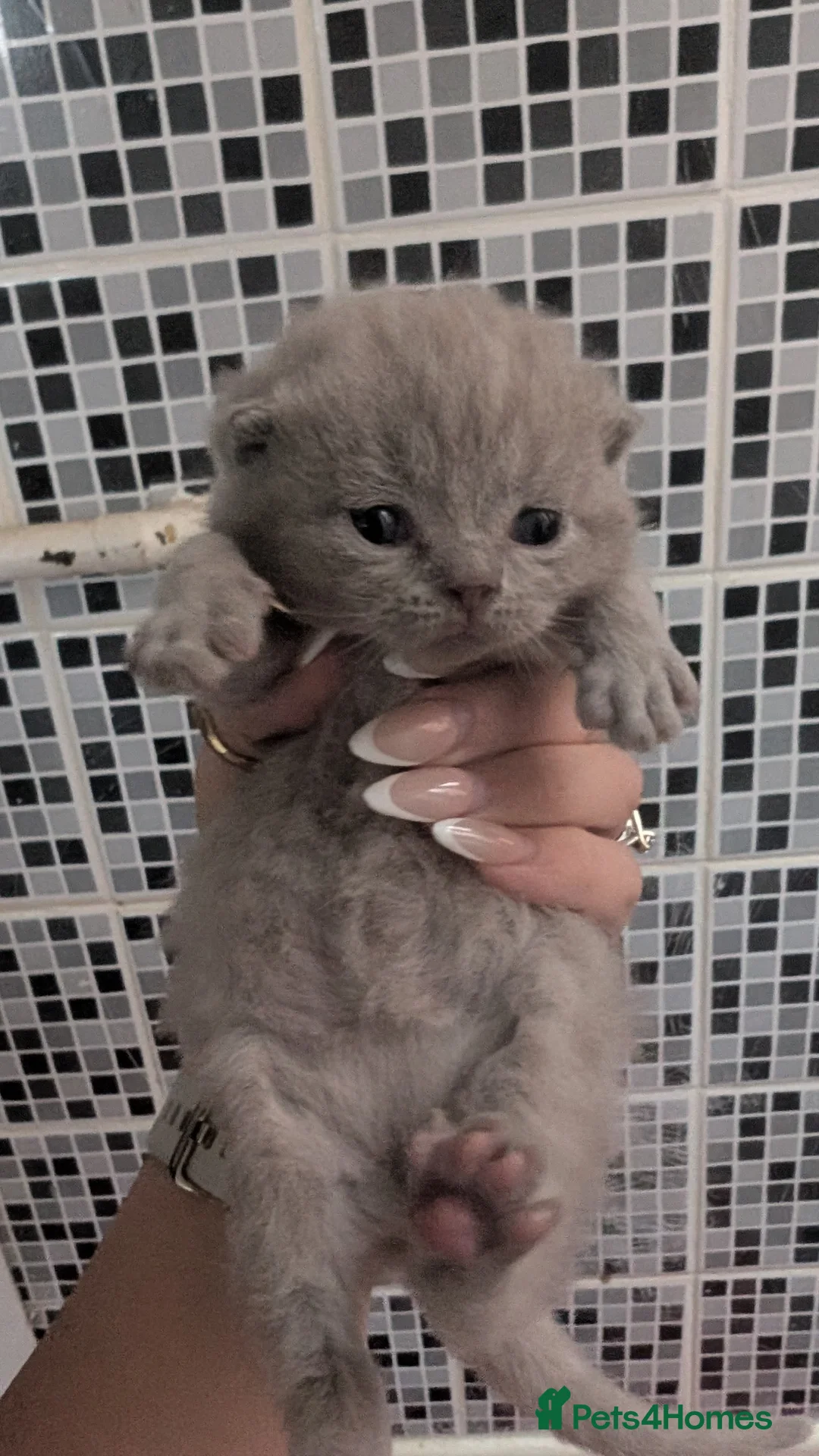 British Shorthair cats for sale: Lilac British shorthair kittens - Advert 2