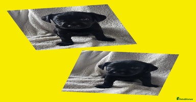 Labrador Retriever dogs - Advert 1