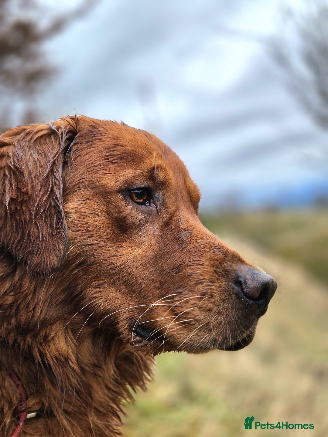 Golden Retriever dogs for sale:  Golden retriever puppies  - Advert 18