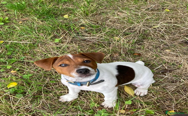 Jack Russell dogs - Advert 7