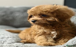 Cavapoo dogs for sale: Beautiful red cavapoo puppies for sale - Advert 6