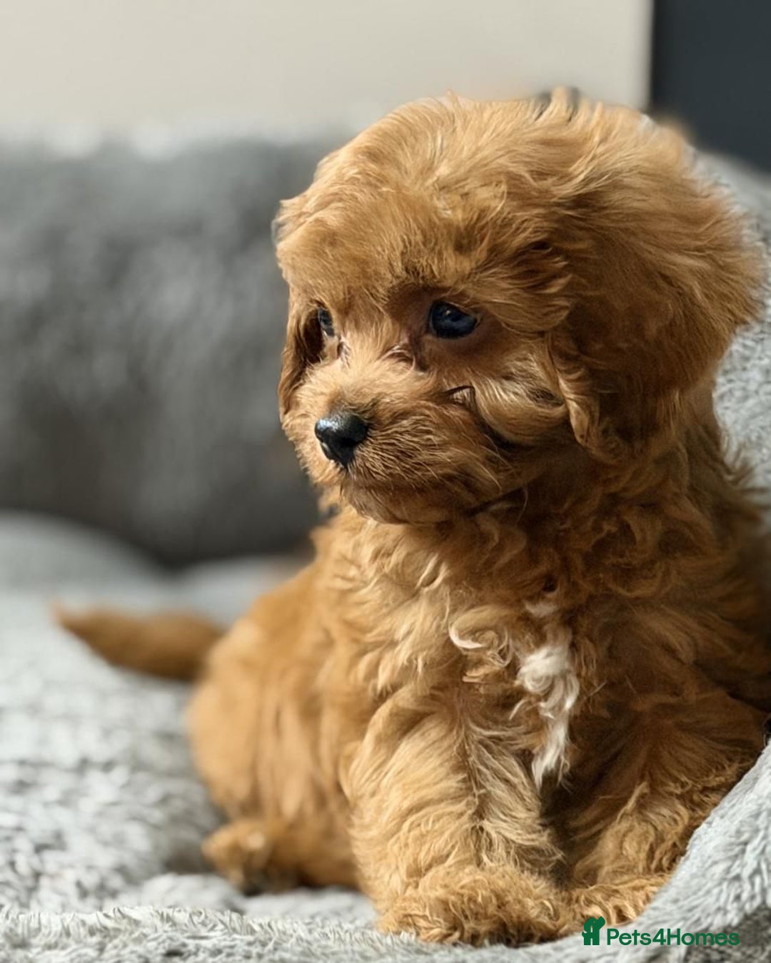 Cavapoo dogs for sale: Beautiful red cavapoo puppies for sale - Advert 6