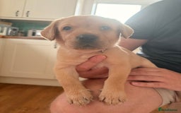 Labrador Retriever dogs for sale: Beautiful litter of Labradors - Image 11