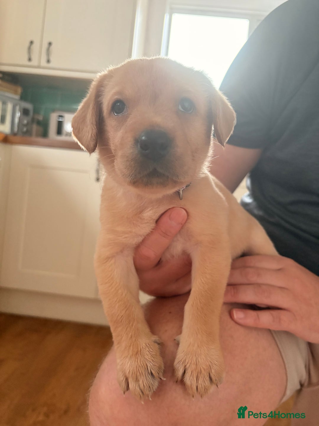 Labrador Retriever dogs for sale: Beautiful litter of Labradors - Image 11