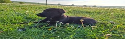 Lurcher dogs for sale: Greyhound x shepherd/collie  in Hungerford - Advert 8