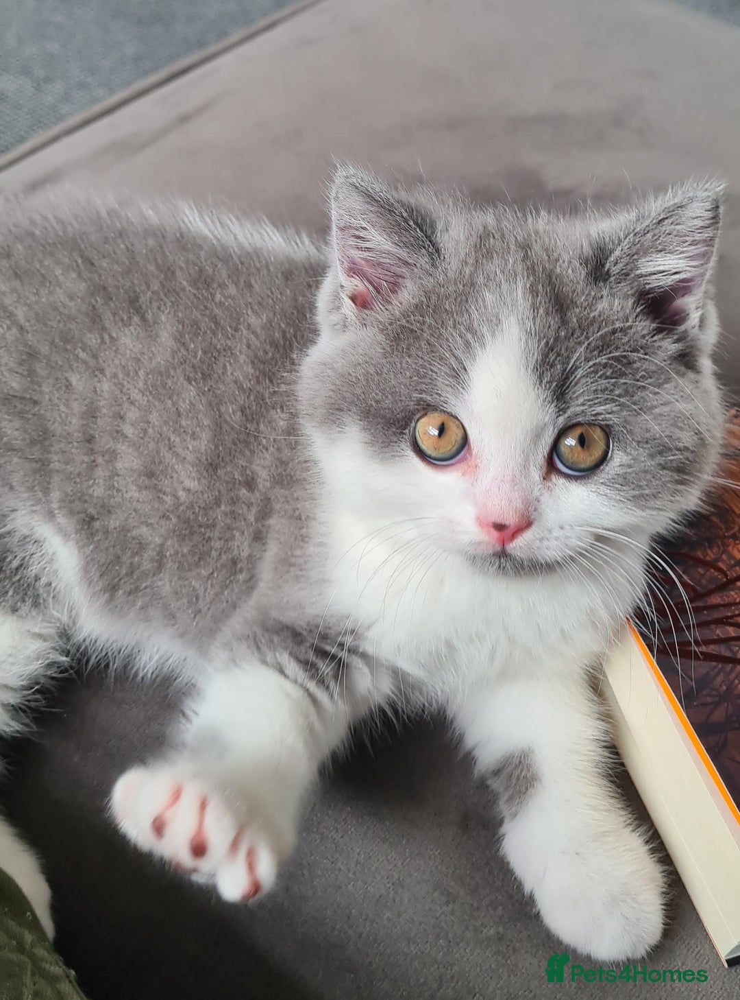 British Shorthair cats for sale: 4 PEDIGREE kittens READY TO GO! 2 LEFT - Image 21