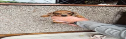Dachshund dogs for sale: Stunning litter of dachshund pups  - Advert 5