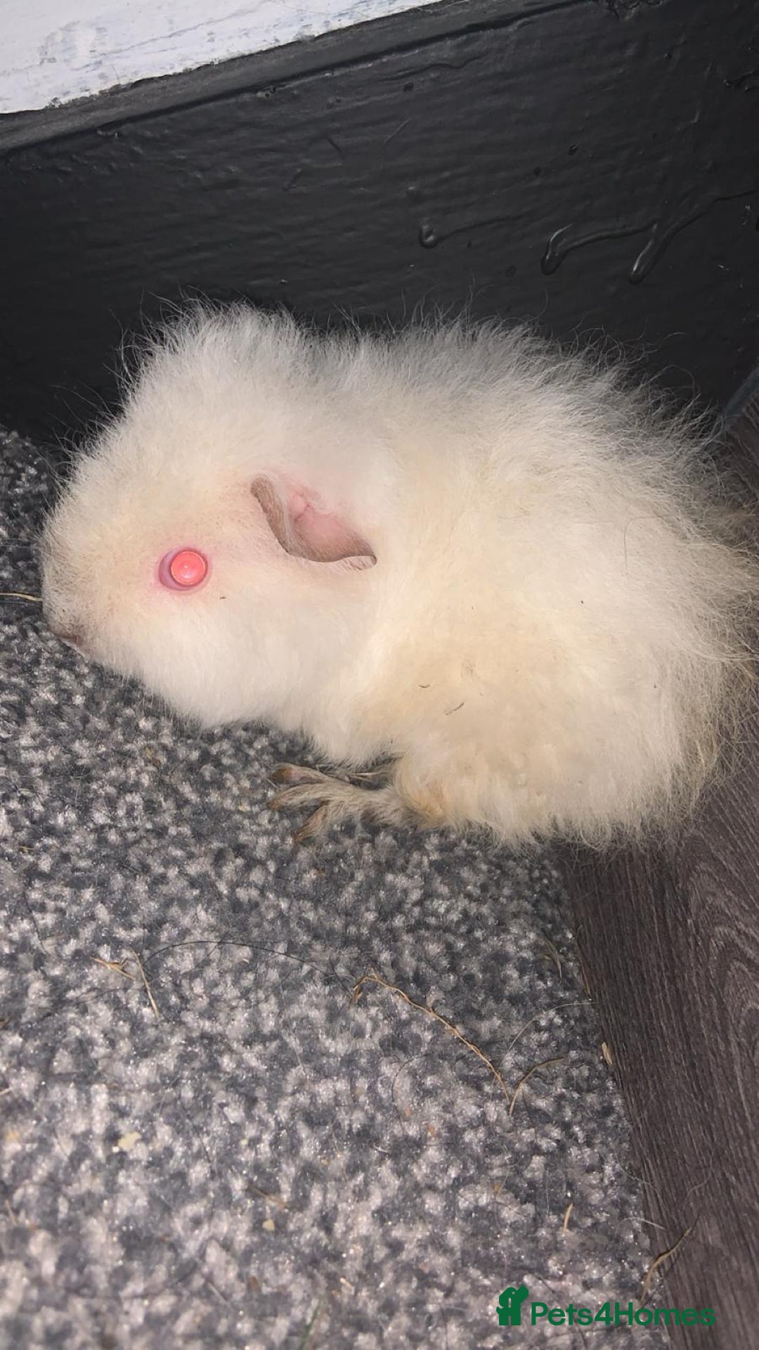 Guinea Pig rodents for sale: Beautiful guinea pigs  - Advert 5