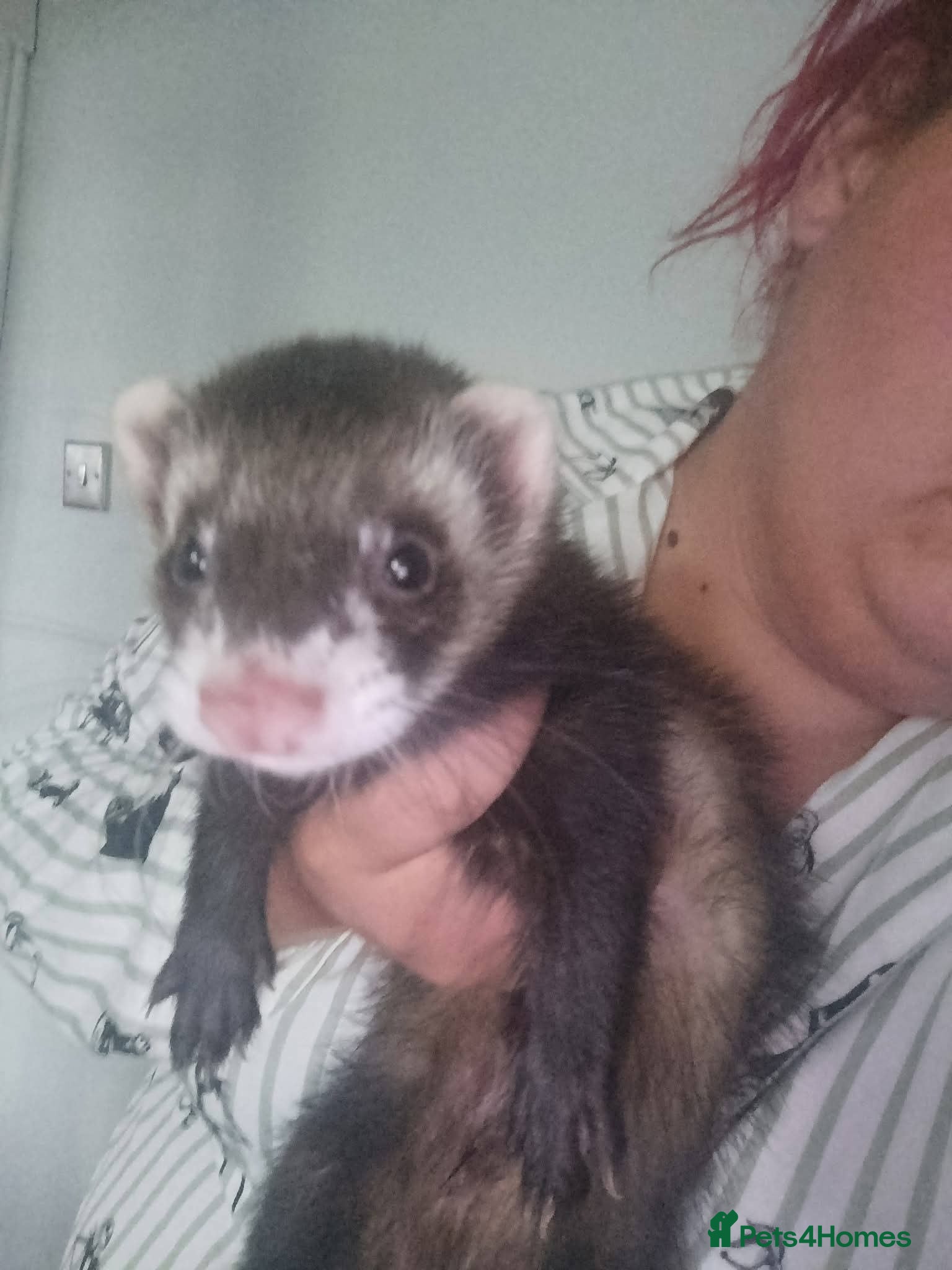 Ferret rodents Ronnie&Reggie - Advert 1