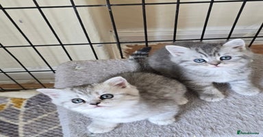 Persian cats - Advert 5