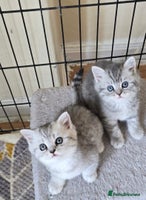 Persian cats - Advert 3