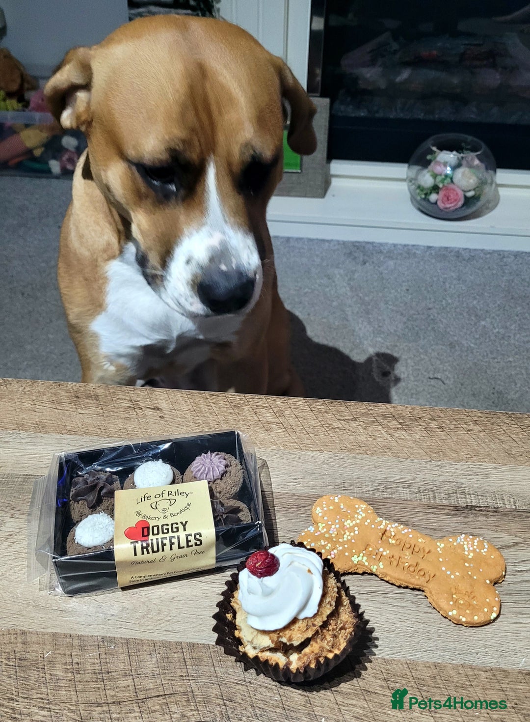 Mixed Breed dogs for sale: Millie to be rehomed - Image 5