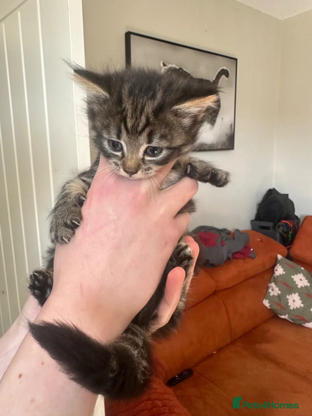 Mixed Breed cats for sale: Beautiful litter of kittens  - Advert 11