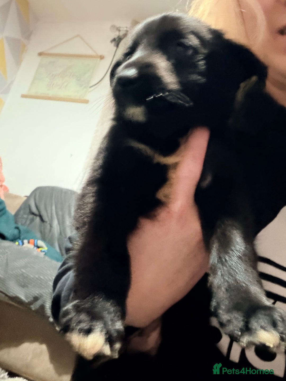 Mixed Breed dogs for sale: German shepherd X COLLiE - Advert 3