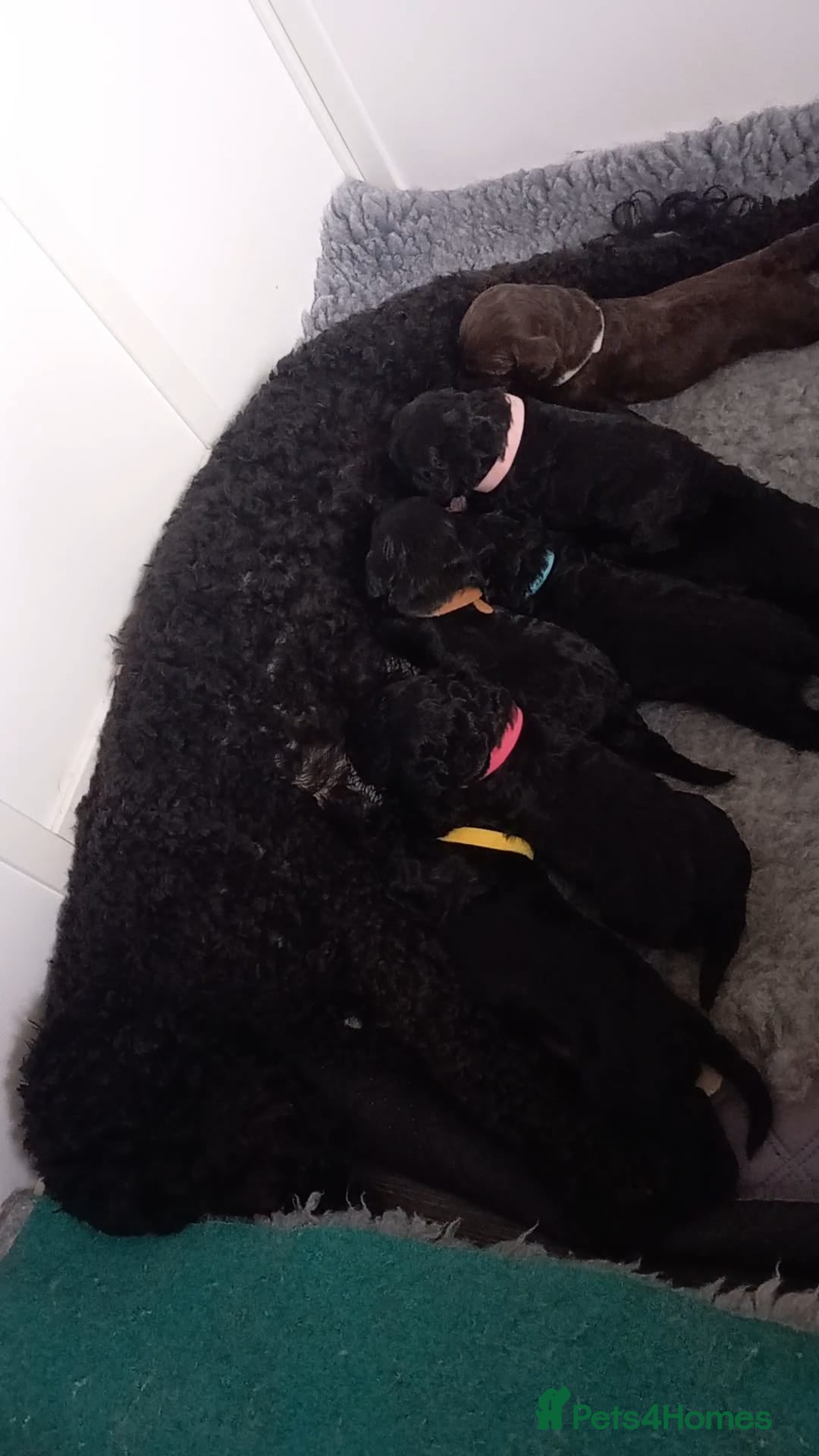Cockapoo dogs for sale: Adorable cockapoo puppies - Advert 6