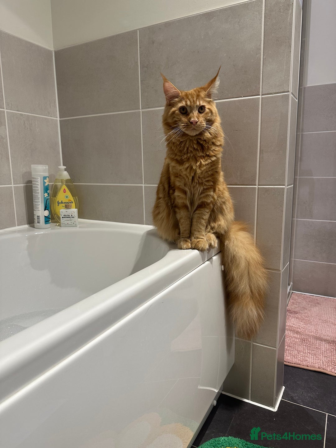 Maine Coon cats for sale: Two pure breed pedigree 1 year old Maine Coons  - Image 7
