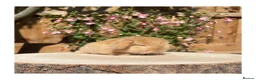 Mini Lop rabbits for sale: Beautiful mini lops for sale  - Advert 16