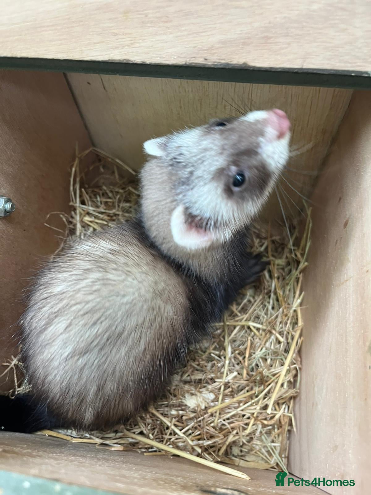 Ferret rodents for sale: Beautiful ferrets 9 weeks old  - Advert 5