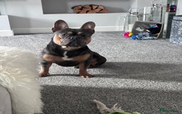French Bulldog dogs for sale: Bruno, 3 year old French bulldog  - Image 5