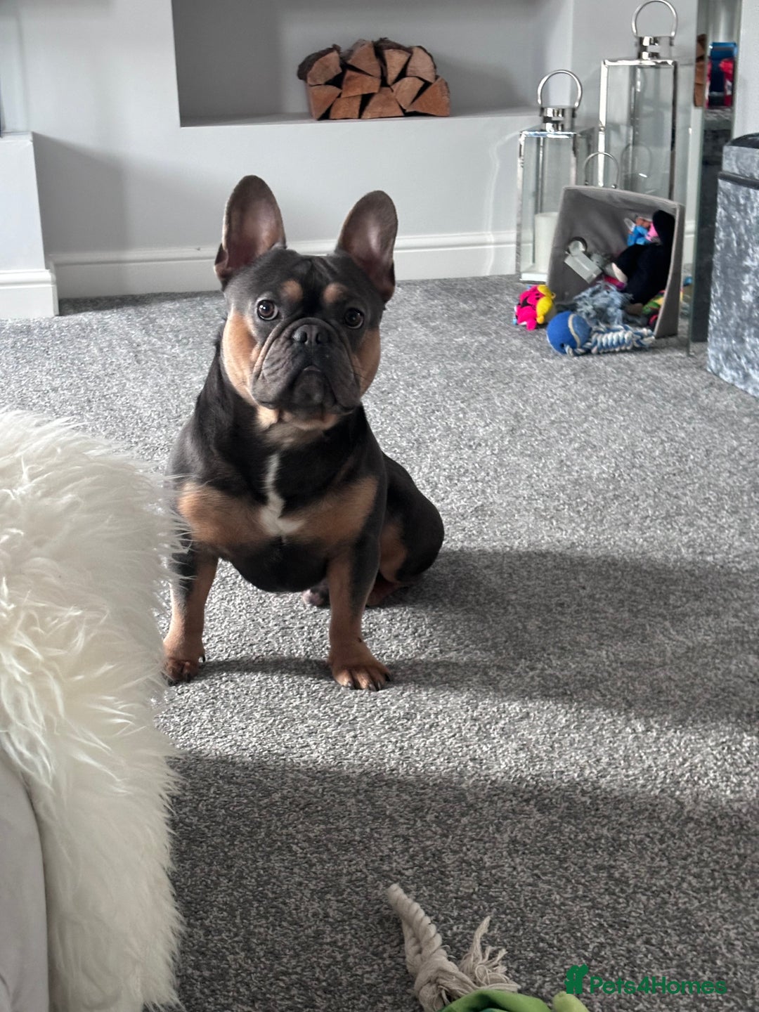French Bulldog dogs for sale: Bruno, 3 year old French bulldog  - Image 5