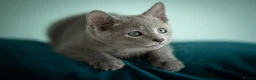 Russian Blue cats for sale: TICA Reg Boutique Russian Blue Kittens  - Advert 9