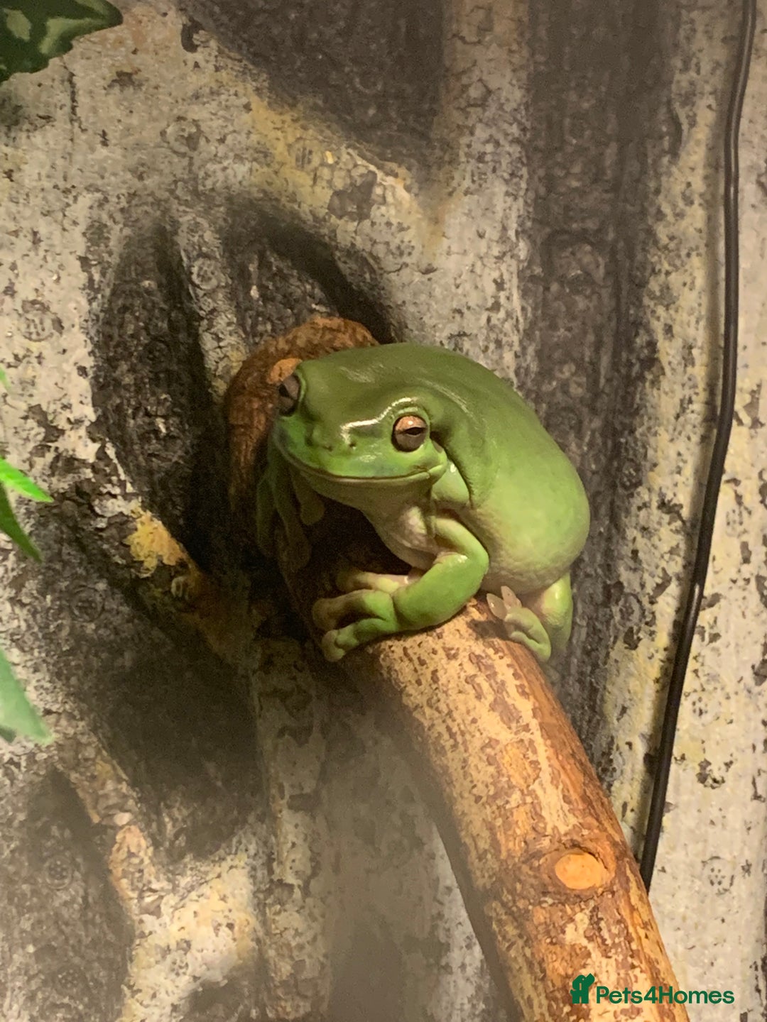 Frog reptiles for sale: 4 whites tree frog and enclosure - Advert 9