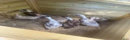 Ducks poultry for sale: Indian Runner Ducks - Advert 3