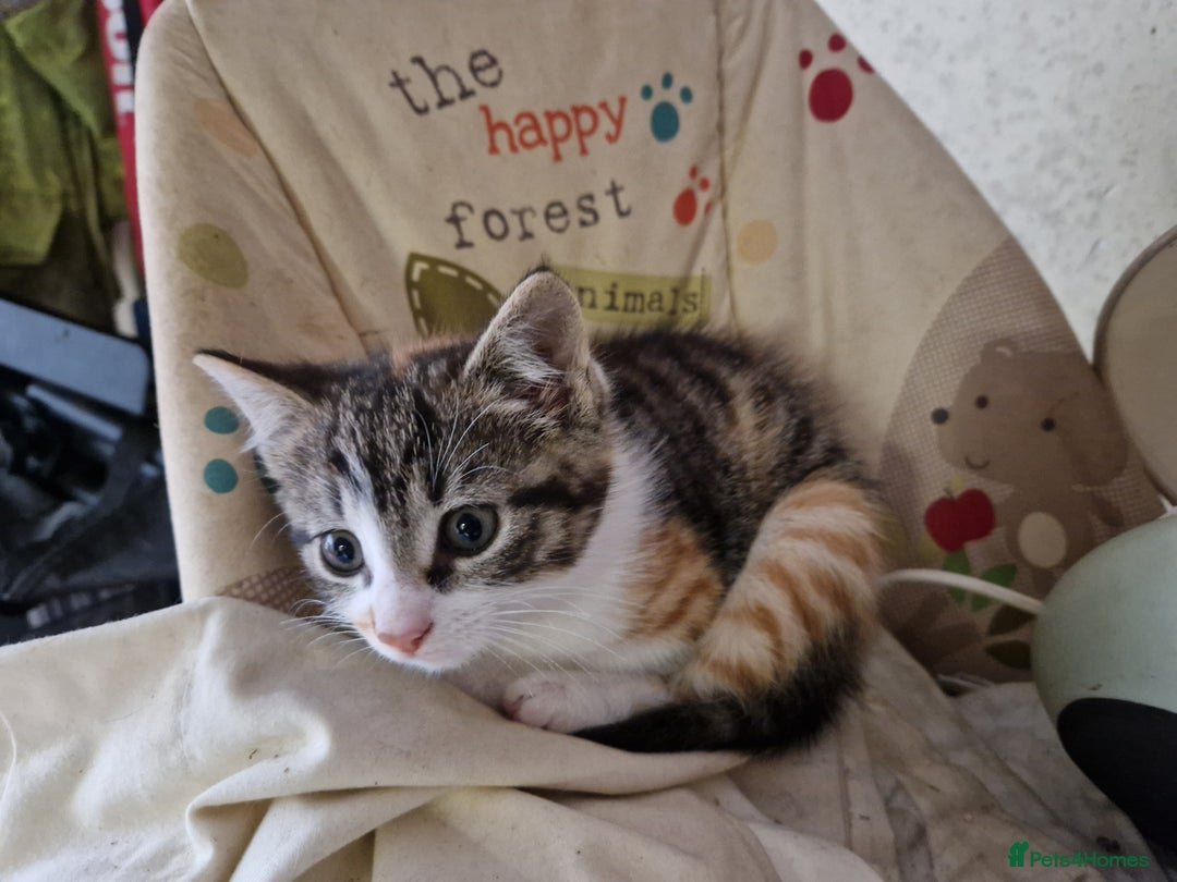 British Shorthair cats for sale: Farm Kittens - Image 7