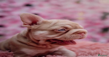 French Bulldog dogs - Advert 11
