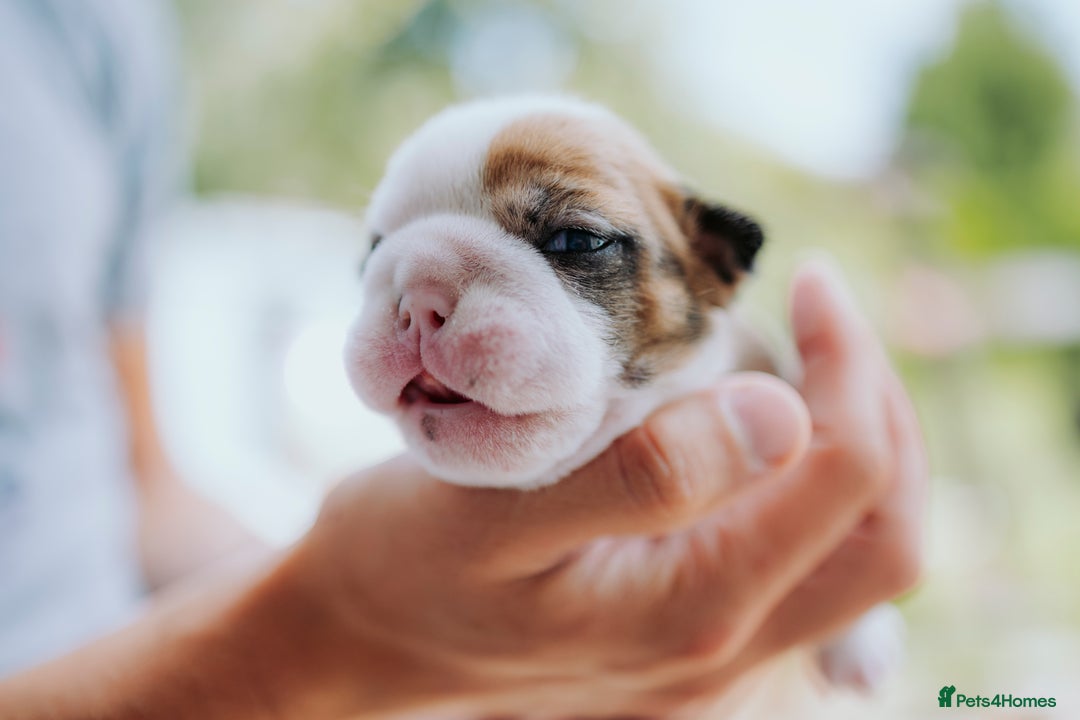 English Bulldog dogs for sale: Stunning litter of  English bulldog puppies - Image 22