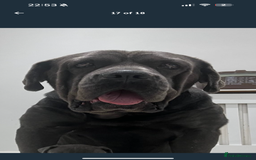 Cane Corso dogs for sale: Cane corso puppy  - Image 6