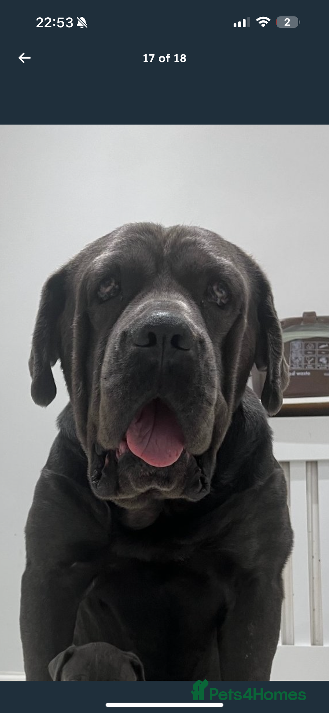 Cane Corso dogs for sale: Cane corso puppy  - Image 6
