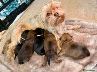 Yorkshire Terrier dogs Miniature Yorkshire Terriers - Advert 1