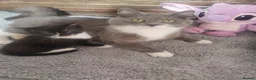 Mixed Breed cats for sale: Male kitten for sale  - Advert 2
